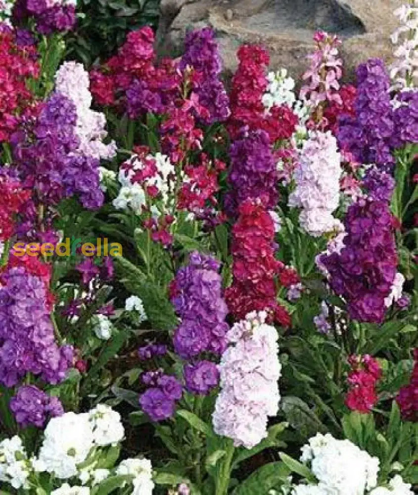 Multi-Colour Matthiola Incana Flower Seeds For Planting