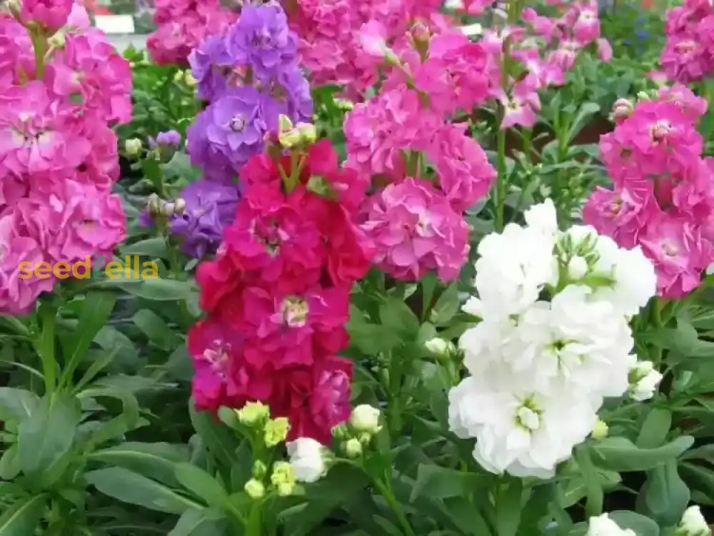 Multi-Colour Matthiola Incana Flower Seeds For Planting