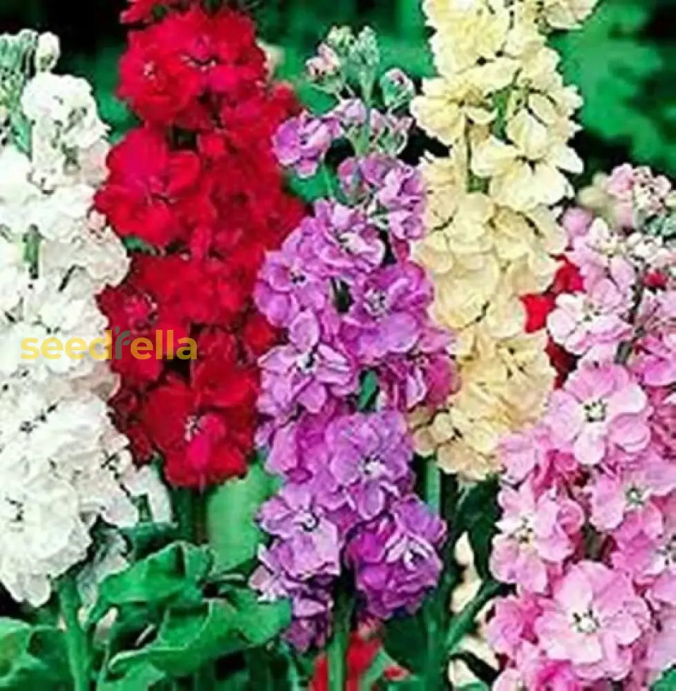 Multi-Colour Matthiola Incana Flower Seeds For Planting