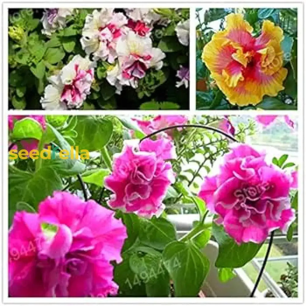 Multi-Flowered Double-Petal Petunia Seeds For Planting - Garden Blooms Flower