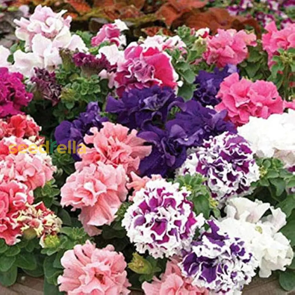 Multi-Flowered Double-Petal Petunia Seeds For Planting - Garden Blooms Flower