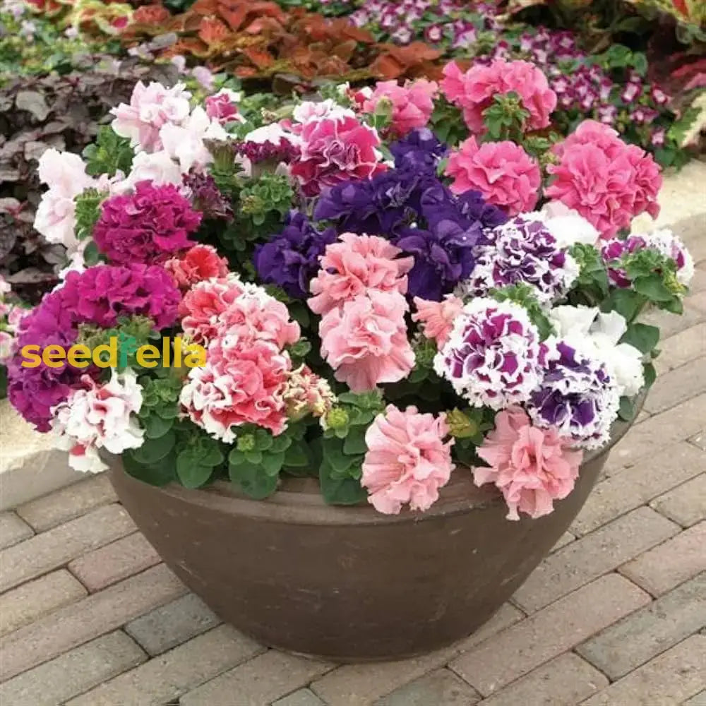 Multi-Flowered Double-Petal Petunia Seeds For Planting - Vibrant Mixed Colors Flower