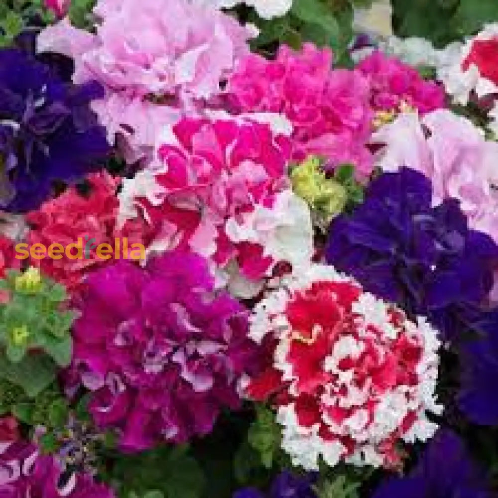 Multi-Flowered Double-Petal Petunia Seeds  Light Violet For Planting Flower