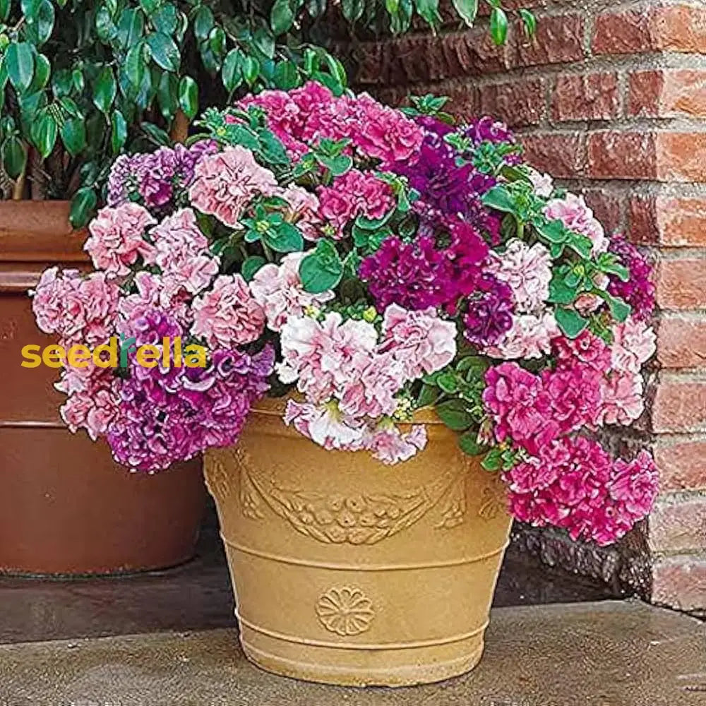 Multi-Flowered Double-Petal Petunia Seeds  Light Violet For Planting Flower