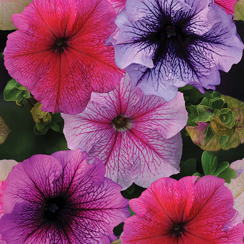 Multi-flowered double-petal petunia seeds for planting