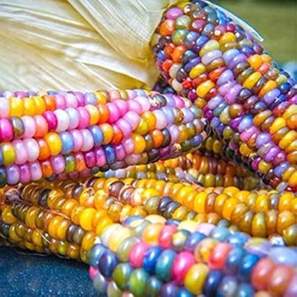 Multicolor Maize Rainbow Corn Seeds – Colorful Edible Decorative Corn