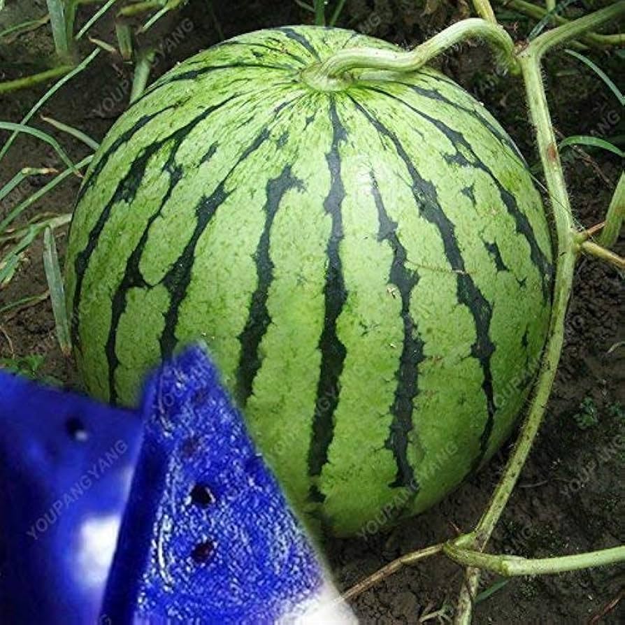 Multicolor Giant Watermelon Seeds organic watermelon seeds for planting