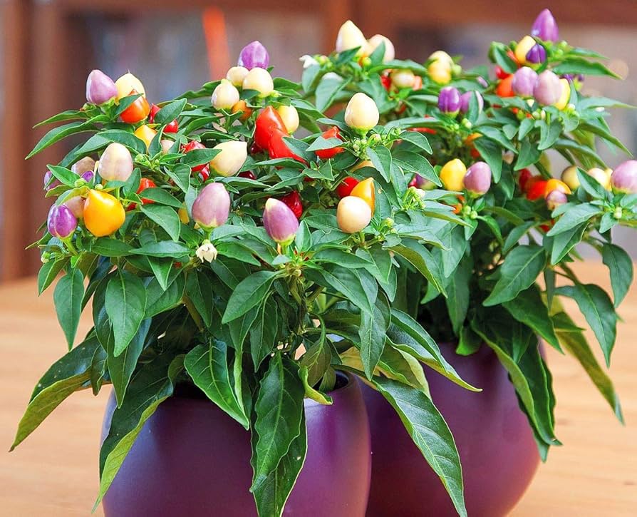 Multicolor hot peppers from ornamental pepper seeds