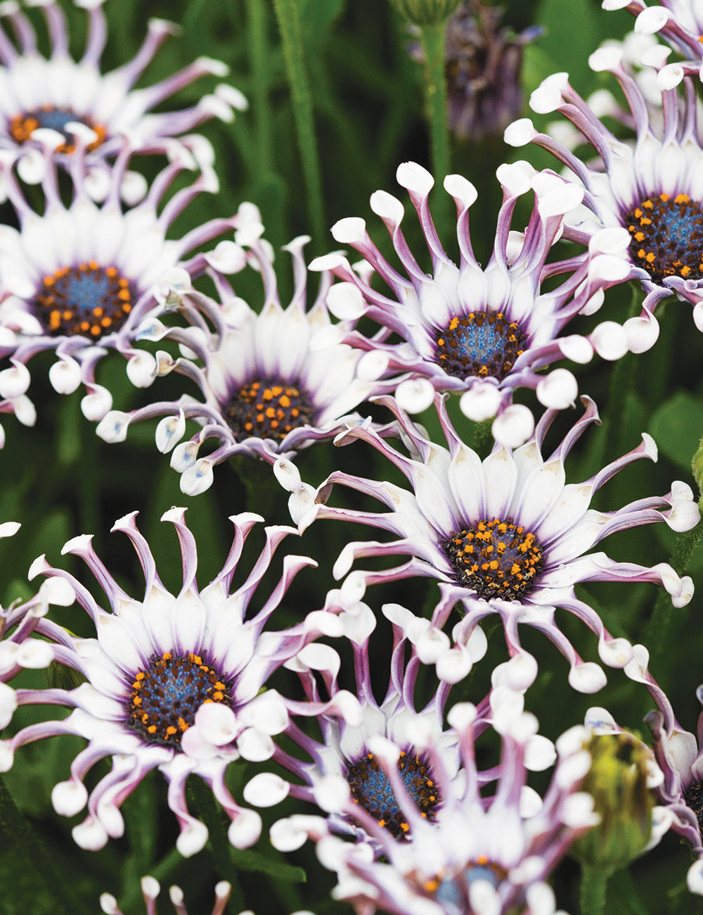 Multi-colour Osteospermum seeds for planting
