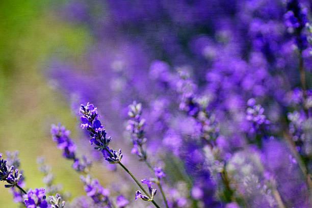 Mature Munstead Lavender with Purple-Blue Flower Spikes