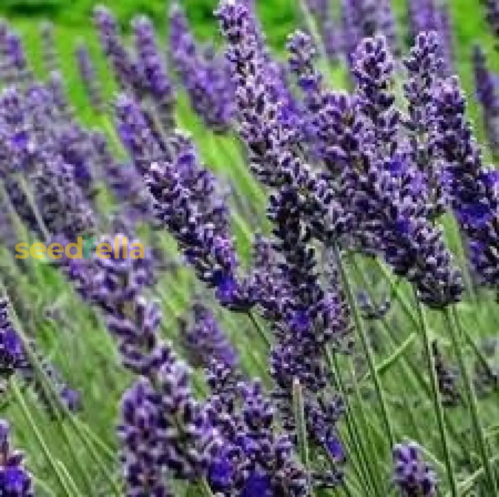 Munstead Lavender Flower Seeds For Planting - Grow Beautiful In Your Garden