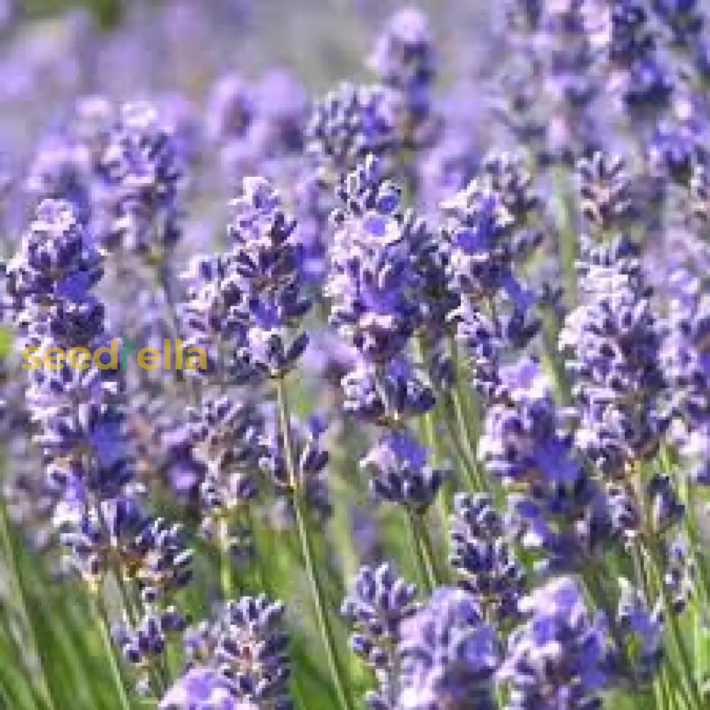 Munstead Lavender Flower Seeds For Planting - Grow Beautiful In Your Garden