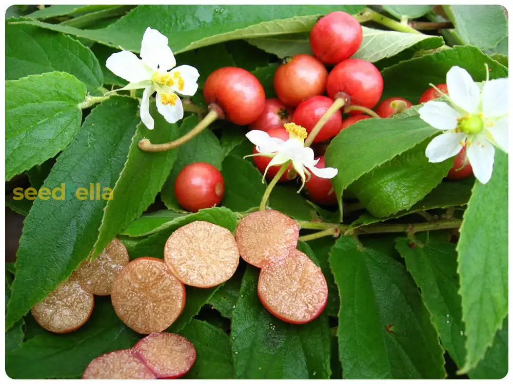 Muntingia Fruit Seeds For Planting  Grow Delicious Tropical Fruits In Your Garden