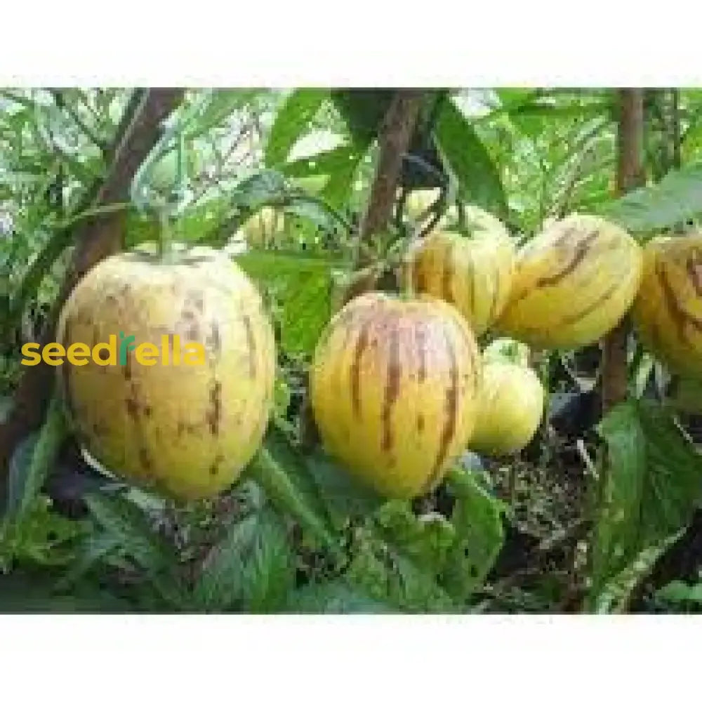 Muricatum Fruit Seeds For Garden Planting - Grow Juicy And Aromatic Fruits