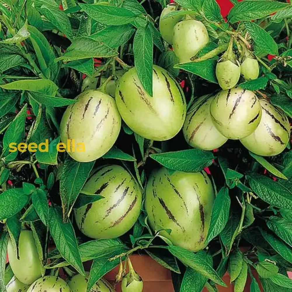 Muricatum Fruit Seeds For Garden Planting - Grow Juicy And Aromatic Fruits