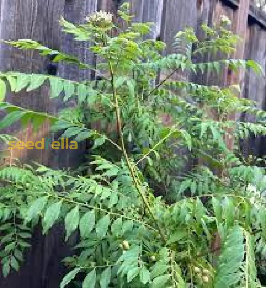 Murraya Koenigii Seeds For Planting - Grow Your Own Curry Leaf Plant Seeds