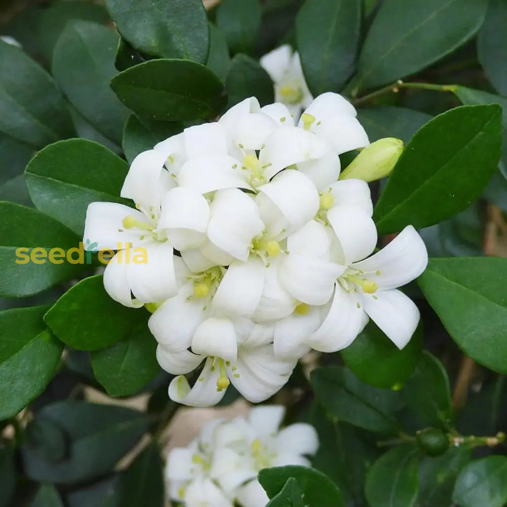 Murraya Paniculata Seeds Orange Jessamine Broadleaf Evergreen Tree Or Shrub Fragrant Ornamental