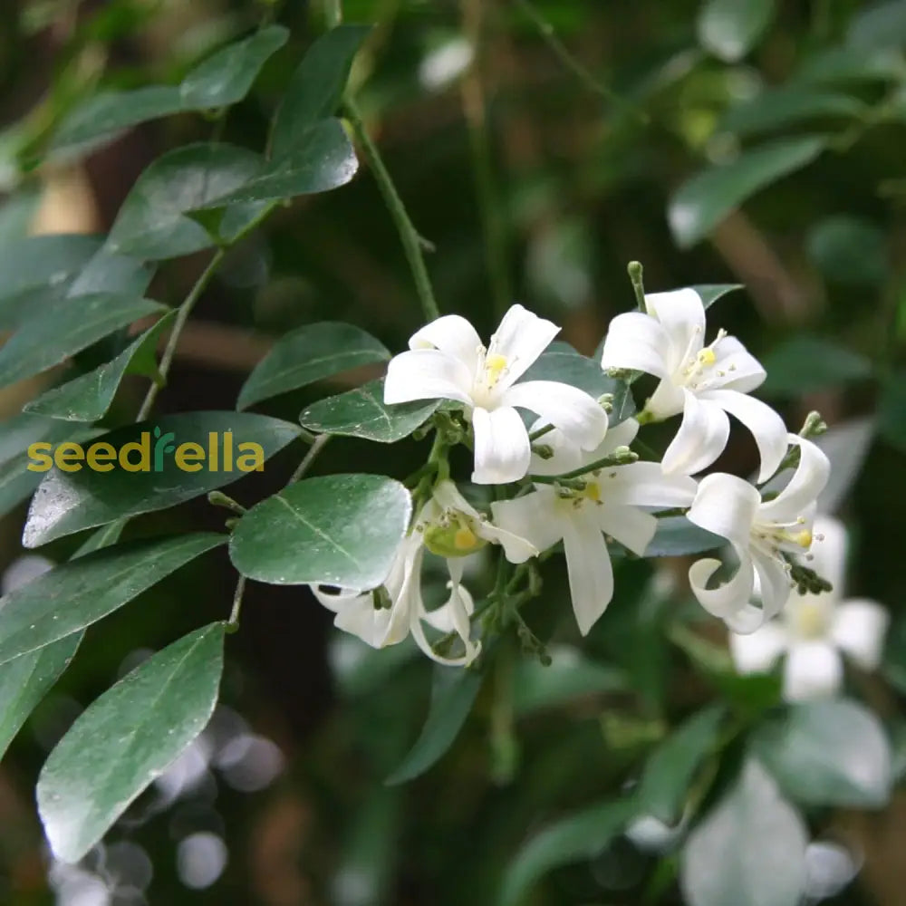 Murraya Paniculata Seeds Orange Jessamine Broadleaf Evergreen Tree Or Shrub Fragrant Ornamental