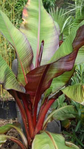 Ornamental flowering stalk of Musa ensete ventricosum