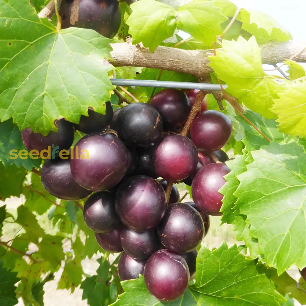 Muscadine Grape Seeds Climbing Vine Perennial Fargrant Flavor Fast Growing Tasty Long-Lived Juice