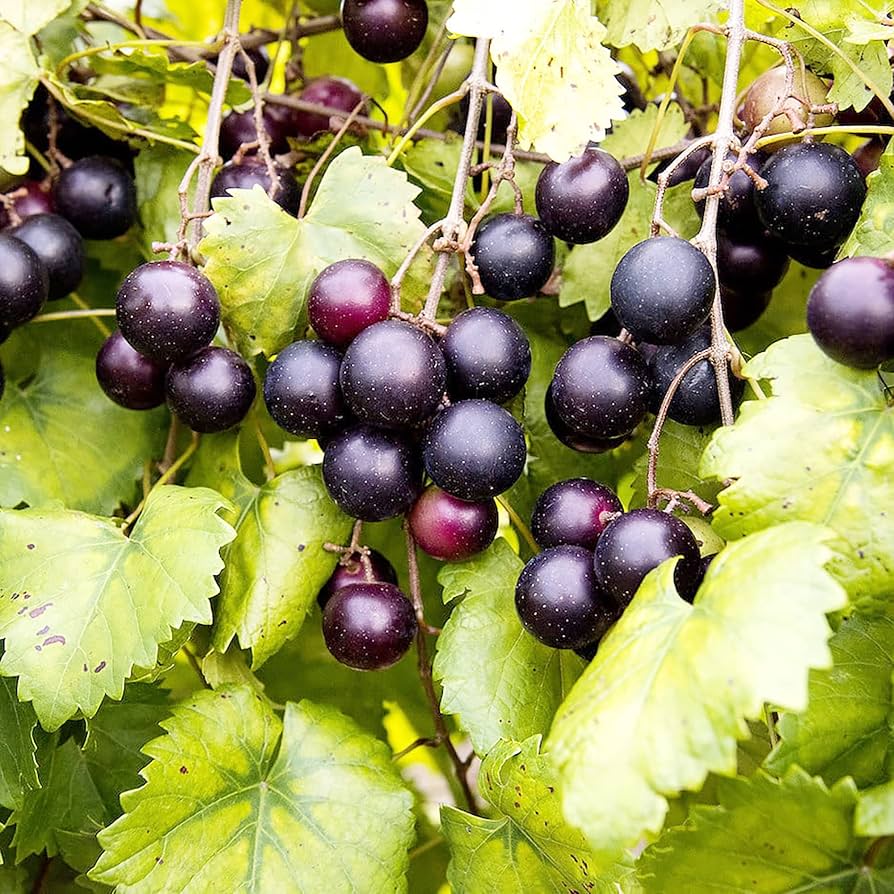 Muscadine grape seeds for planting