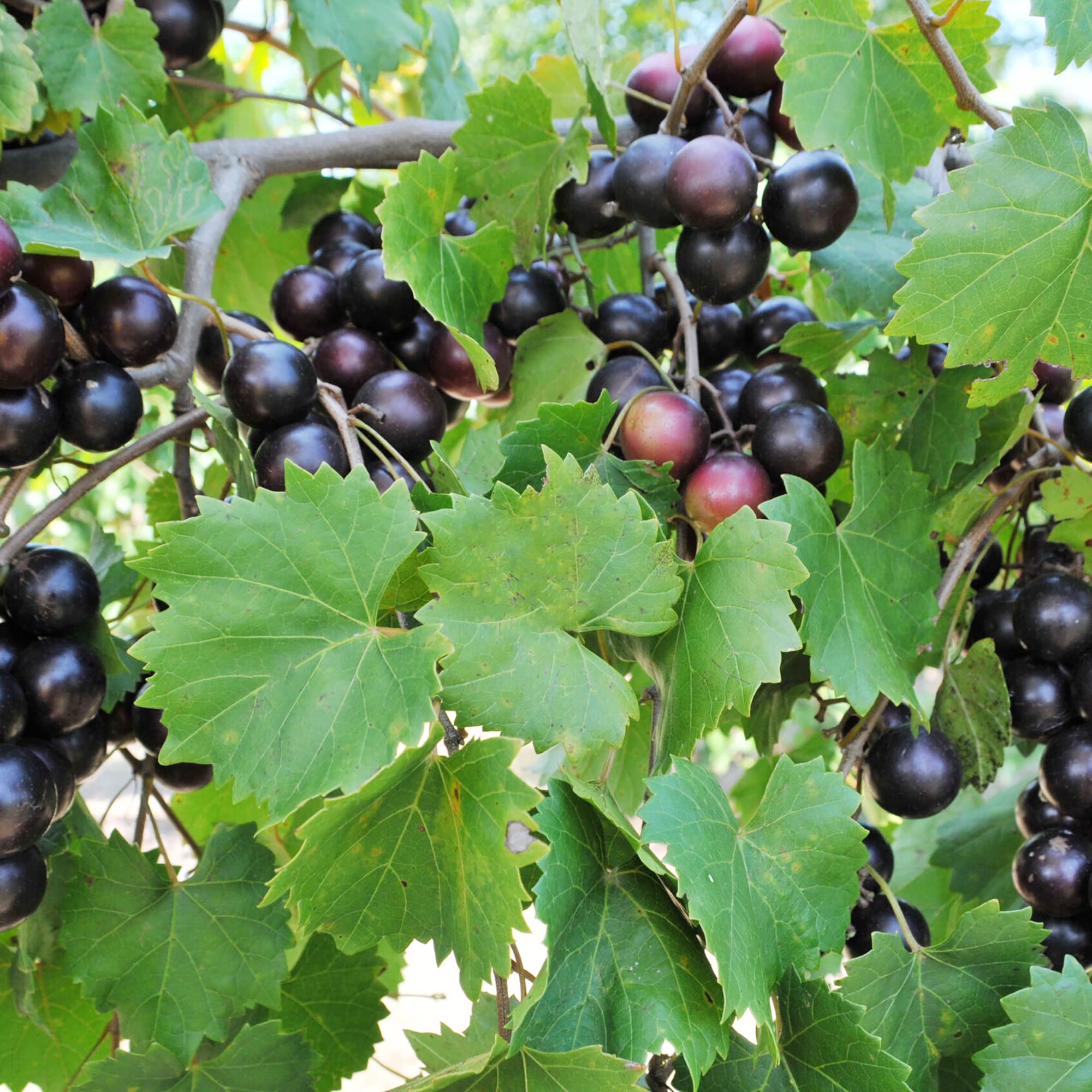 Muscadine grape vine growing on trellis