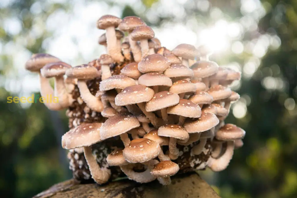 Clusters of Brown Mushrooms in substrate