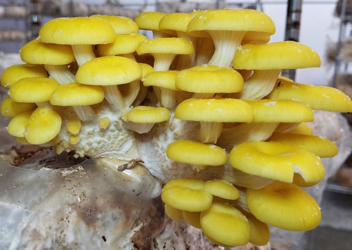 Yellow mushroom planting guide for gardeners