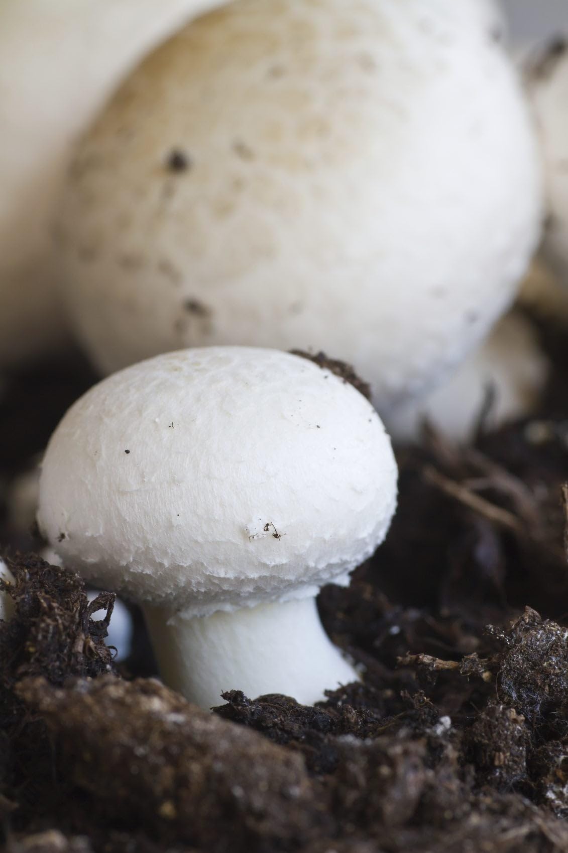 Agaricus bisporus mushroom seedlings sprouting in edible bed