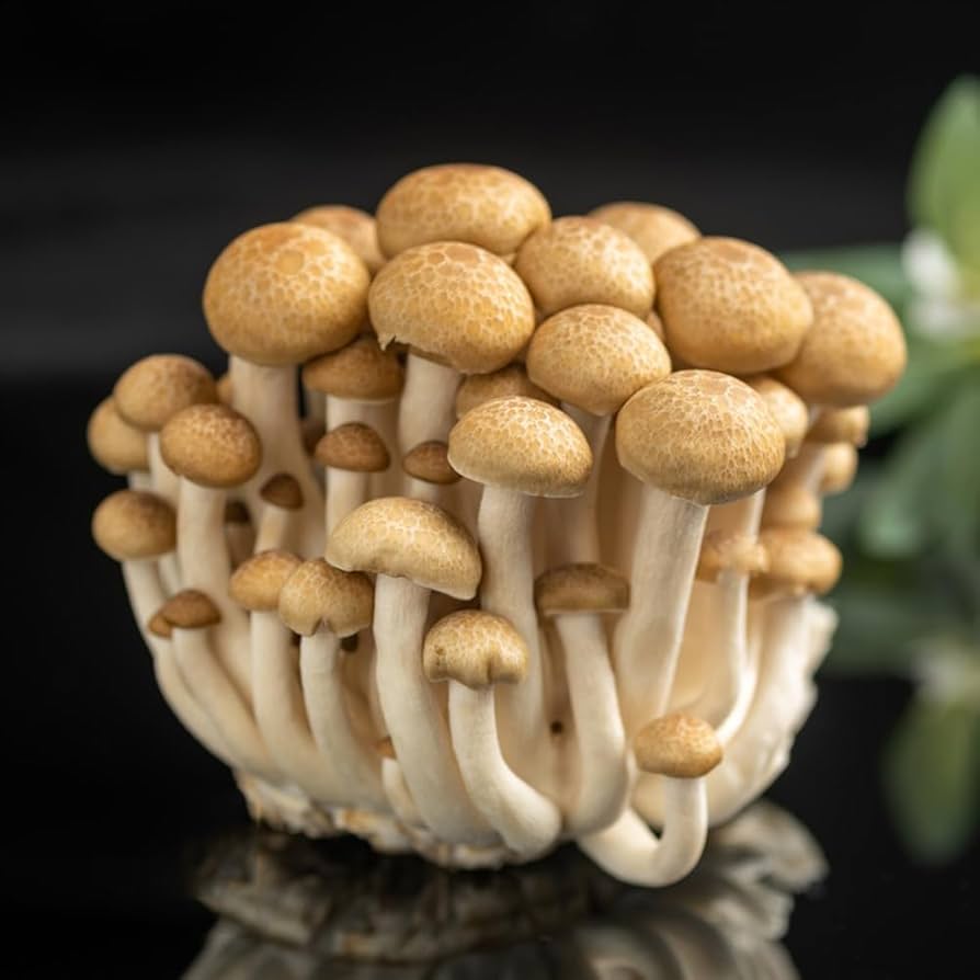 Mushroom seeds or spores for planting in home gardens