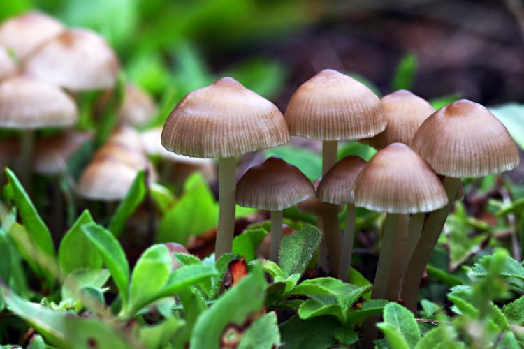 Mushroom spores seeds for planting Non-GMO variety