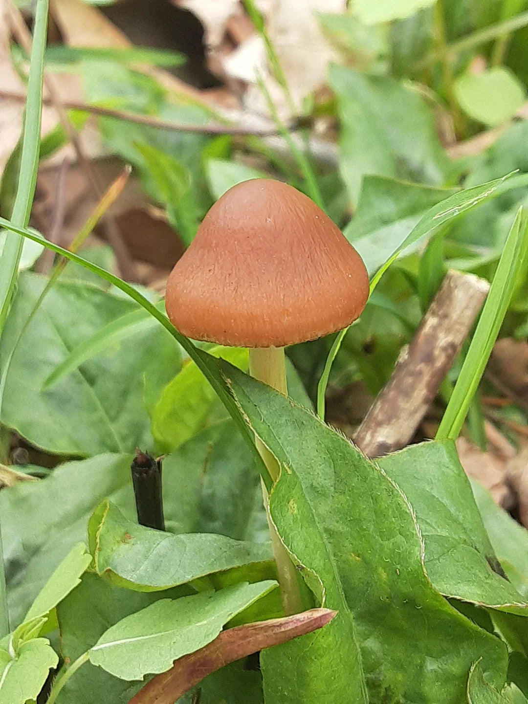 Close-up of brown mushroom spores for planting
