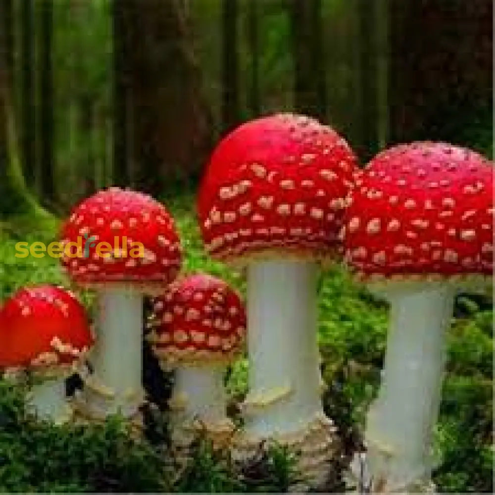 Mushroom spores growing in moist compost substrate