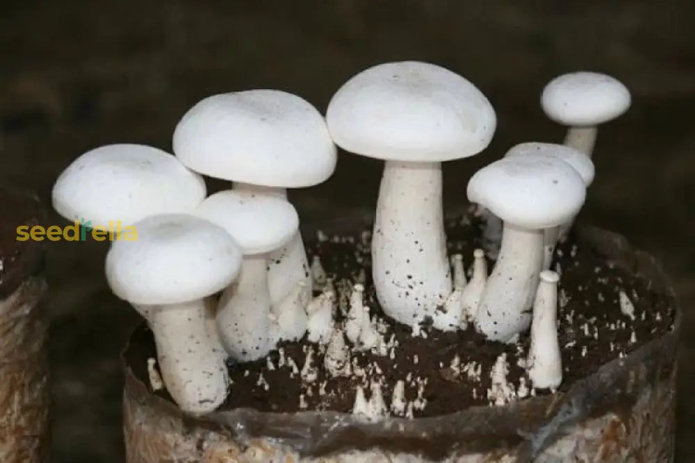 Mushroom spores growing in moist substrate