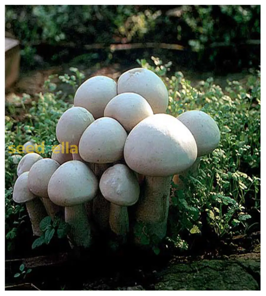 Mushroom Vegetable Seeds For Planting Seeds