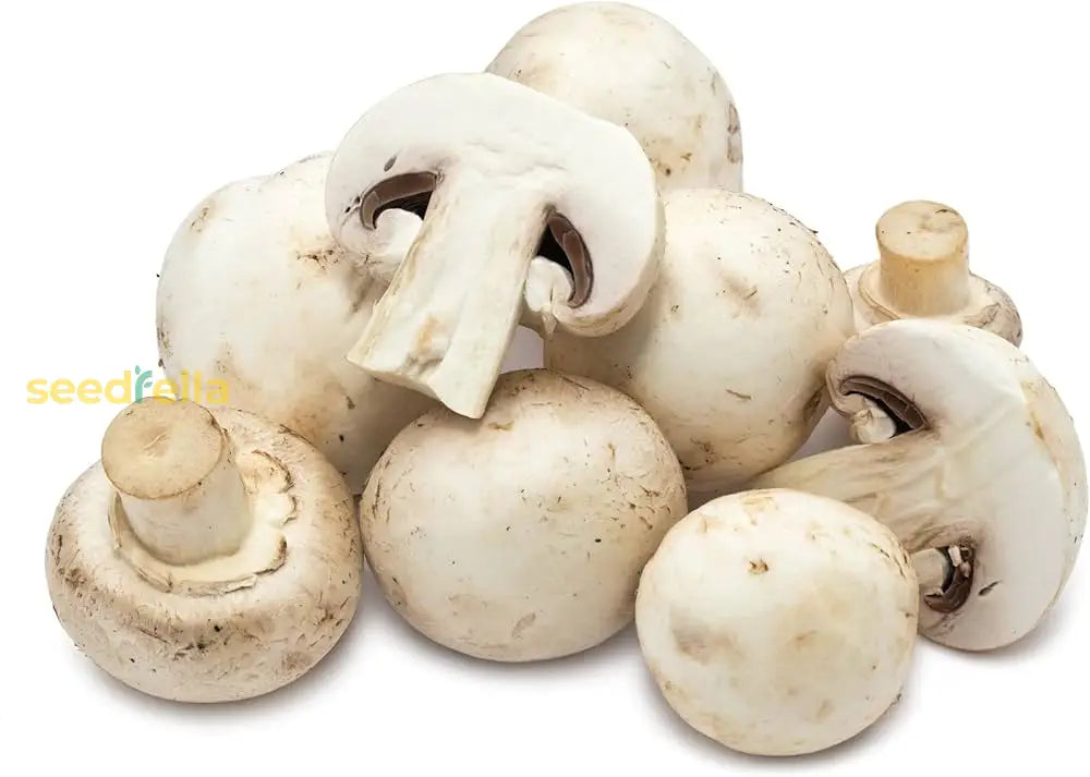 Mushroom Vegetable Seeds For Planting Seeds