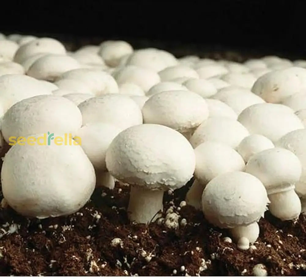 Mushroom Vegetable Seeds For Planting Brown: Add Unique Flavors To Your Garden