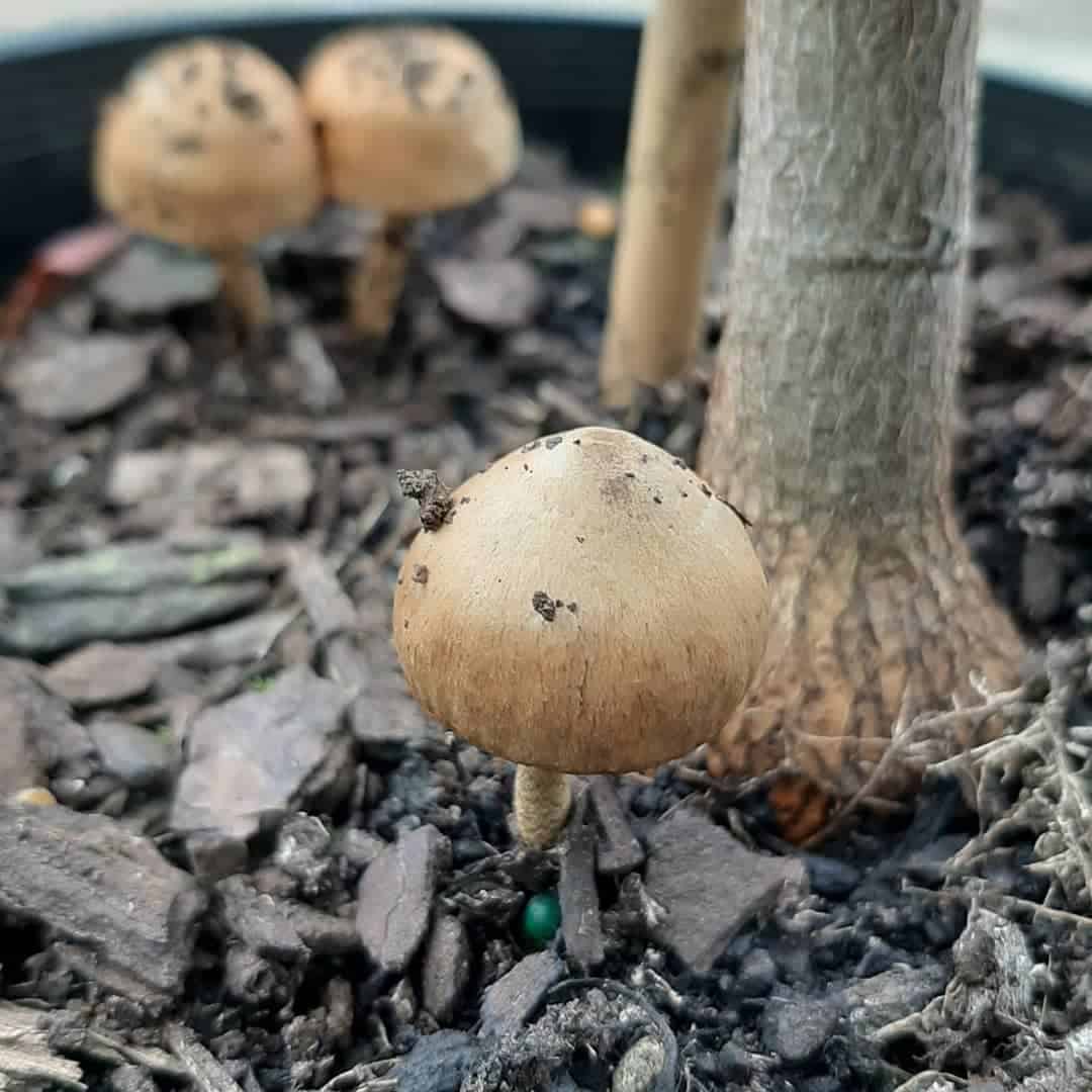 Mushroom Vegetable Seeds - Plant Unique And Nutritious Gray Mushrooms