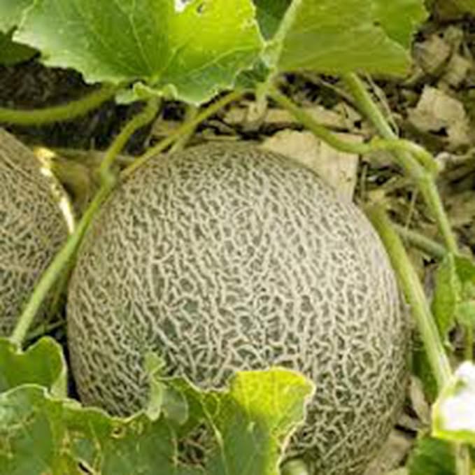 Musk melon seedlings growing in raised garden bed