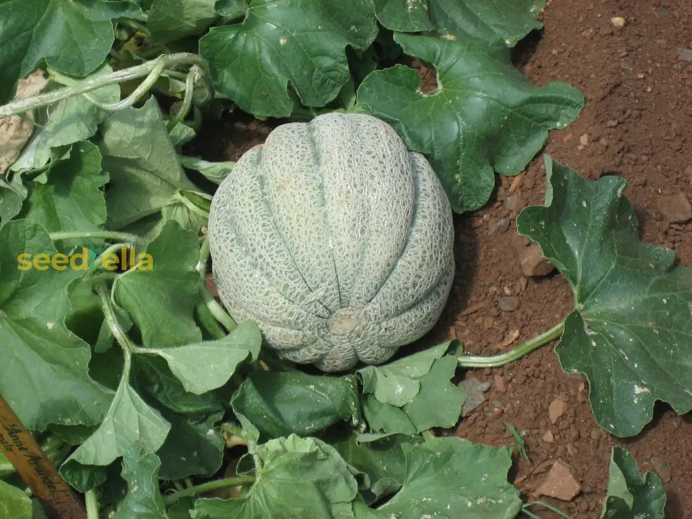 Musk Melon Seeds For Planting Sweet Fruits Fruit