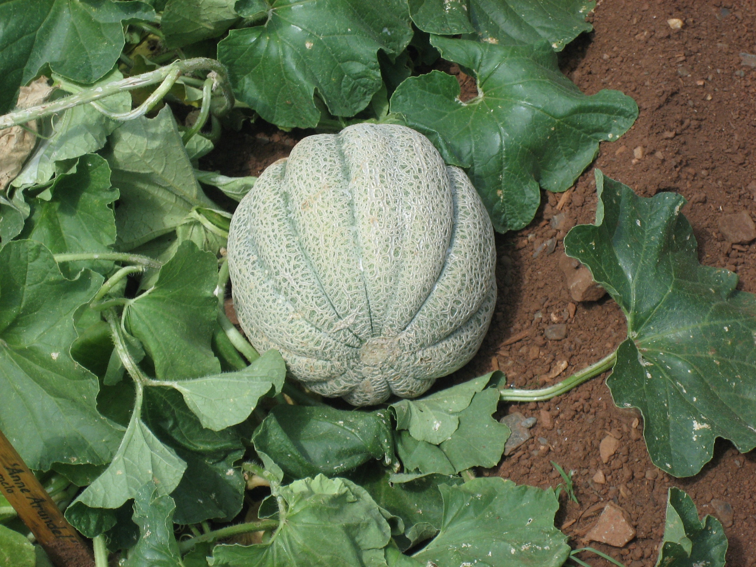 Musk Melon Seeds for Planting, Easy Guide for Growing Sweet, Juicy Melons