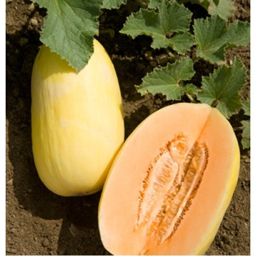Crenshaw melon plant growing on vine