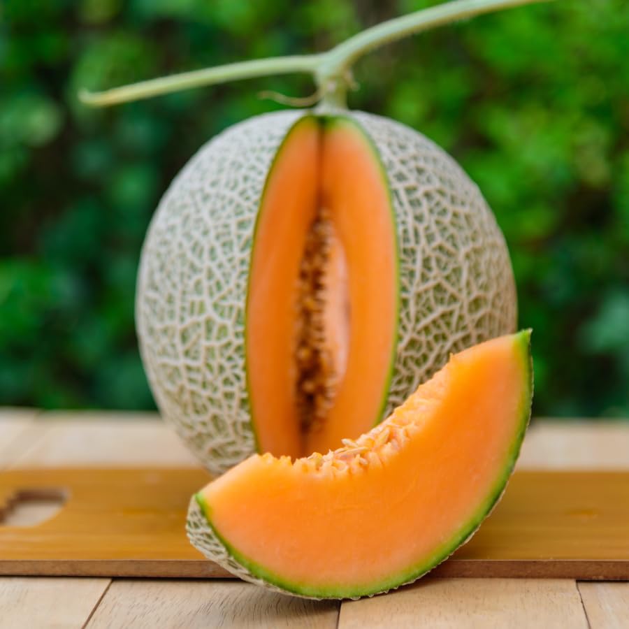 Muskmelons growing on vine in garden