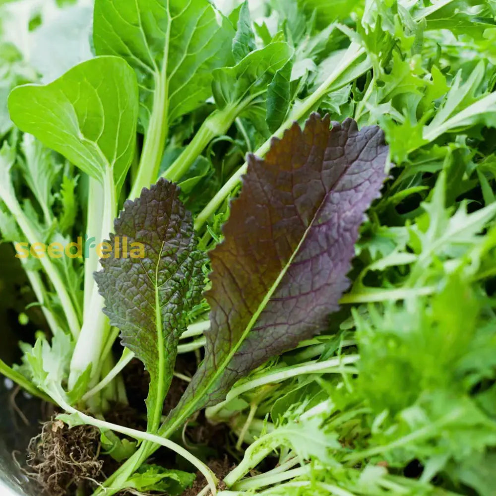 Mustard Green Seeds  Quick-Growing Garden Greens For Planting Plant Seeds