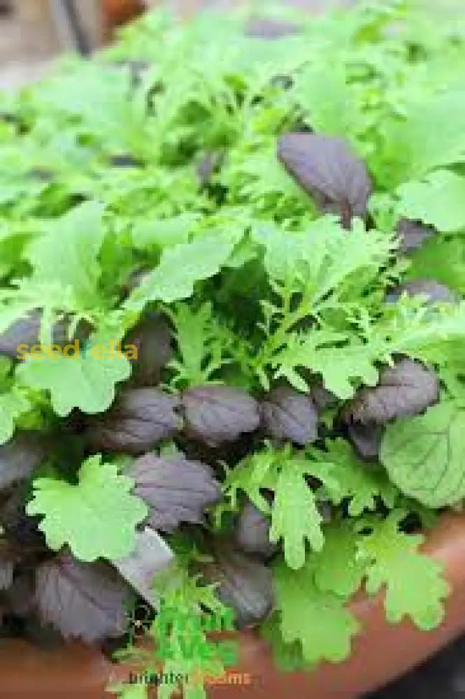 Mustard Green Seeds  Quick-Growing Garden Greens For Planting Plant Seeds