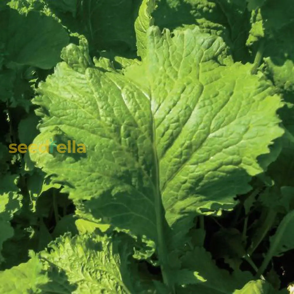 Mustard greens seeds growing guide