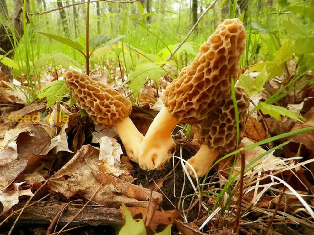 Mycelium seeds for mushroom growing