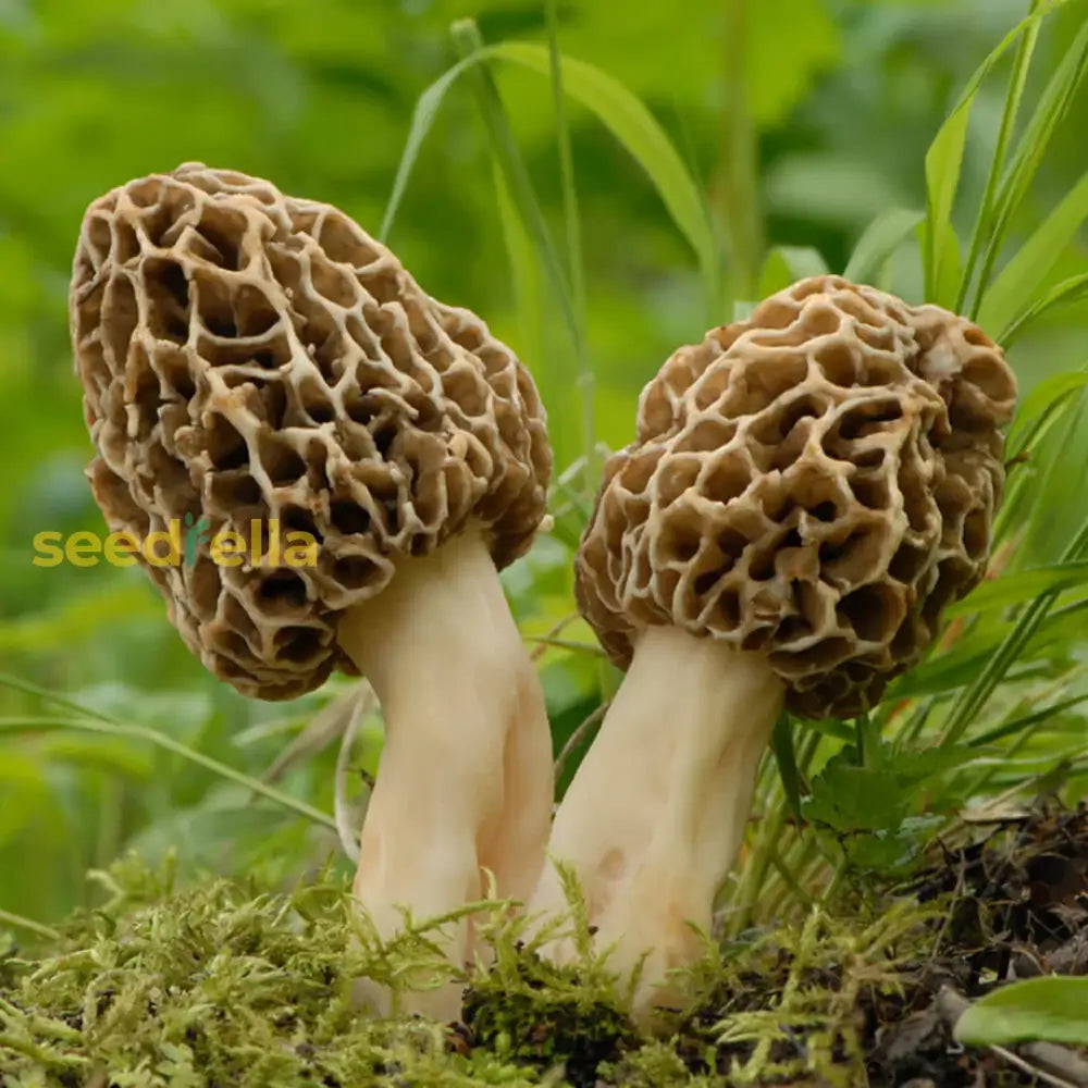 Mycelium spawn seeds easy planting