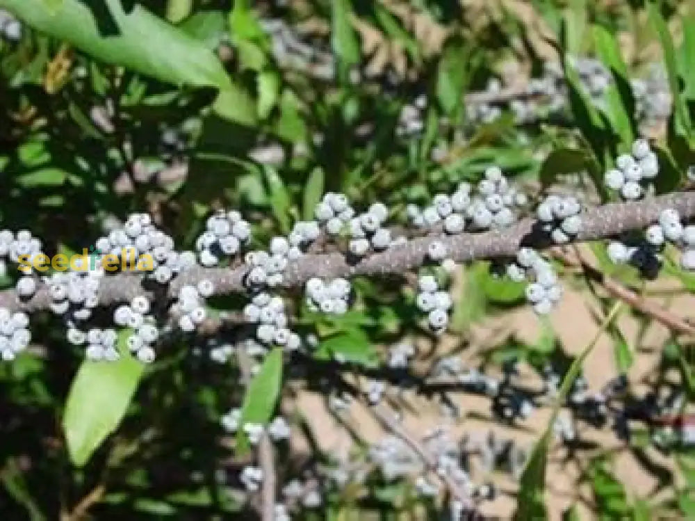 Myrica Cerifera Fruit Planting Seeds - Aromatic Shrub For Lush Gardens