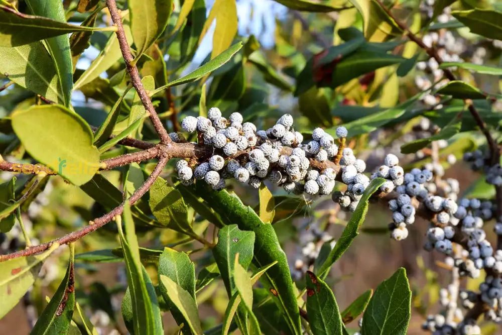 Myrica Cerifera Fruit Planting Seeds - Aromatic Shrub For Lush Gardens